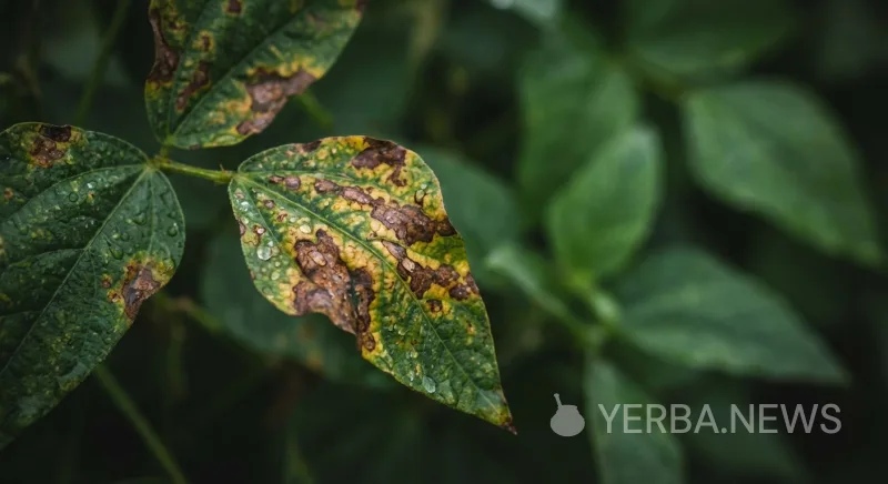 Two New Fusarium Species Identified as Yerba Mate Pathogens in Brazil, Raising Crop Security Concerns