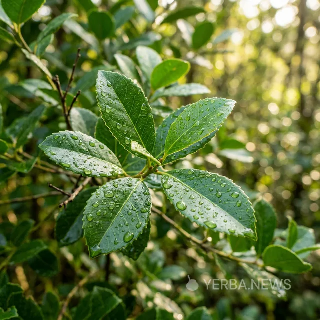 Groundbreaking Study Links Daily Yerba Mate Consumption to 19% Lower Cardiovascular Risk