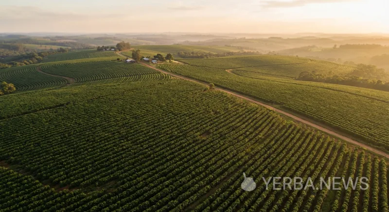 Argentina Harvests Record 1.1 Million Tons of Yerba Mate in 2024, But Oversupply Threatens Producer Viability