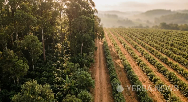 Organic Yerba Mate Farming Delivers Triple the Return on Investment of Conventional Methods, Nature Study Finds