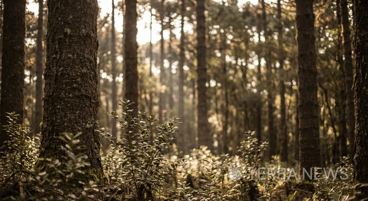 Brazil's Shade-Grown Erva-Mate System Earns FAO's Globally Important Agricultural Heritage Designation