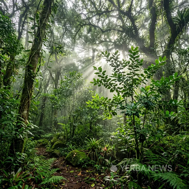 Regenerative Yerba Mate: Misiones Province Pioneers Carbon-Negative Cultivation Model